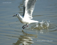 Mouette rieuse_5958.jpg